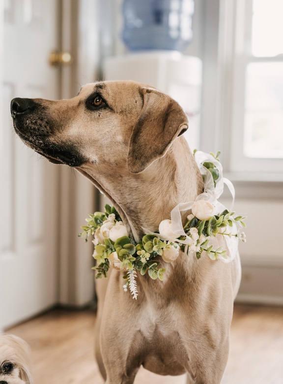 Bella wearing a handmade white and green floral collar